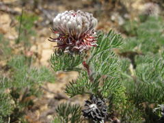Serruria scoparia