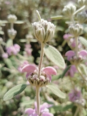 Phlomis purpurea