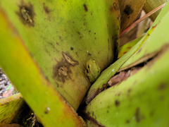 Phyllodytes luteolus