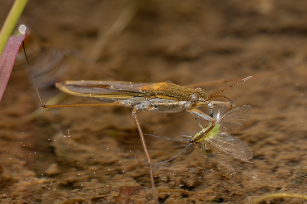 Gerris thoracicus