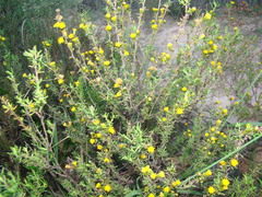 Marasmodes oubinae