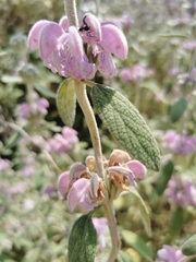 Phlomis purpurea