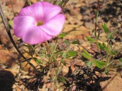 Oxalis heterophylla