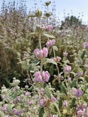 Phlomis purpurea