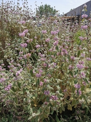 Phlomis purpurea