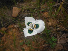 Moraea villosa
