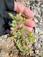 Mimetanthe pilosa