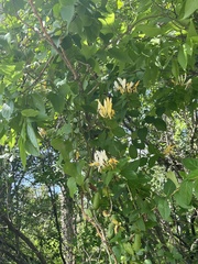 Lonicera japonica