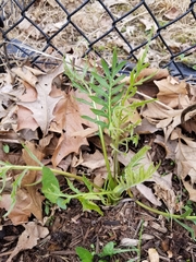 Silphium laciniatum laciniatum