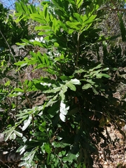 Thouinidium decandrum