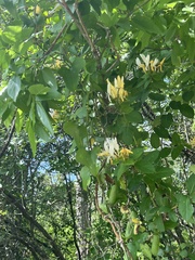 Lonicera japonica