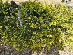 Duranta erecta