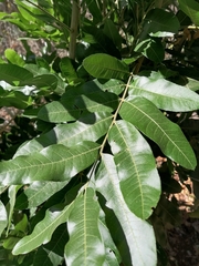 Thouinidium decandrum