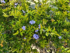 Duranta erecta