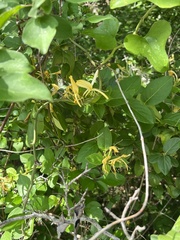 Lonicera japonica