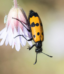 Mylabris quadripunctata