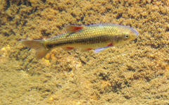 Pseudobarbus verloreni