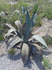 Agave cordillerensis