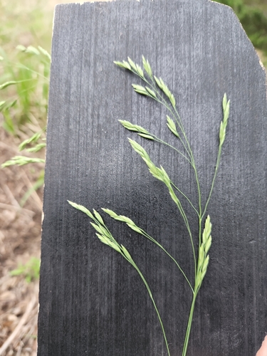 Image of Festuca versuta by (c) Jo Roberts, some rights reserved (CC BY)