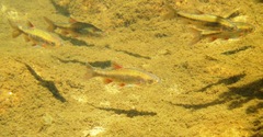 Pseudobarbus verloreni