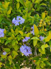 Duranta erecta