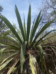 Agave