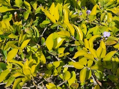 Duranta erecta