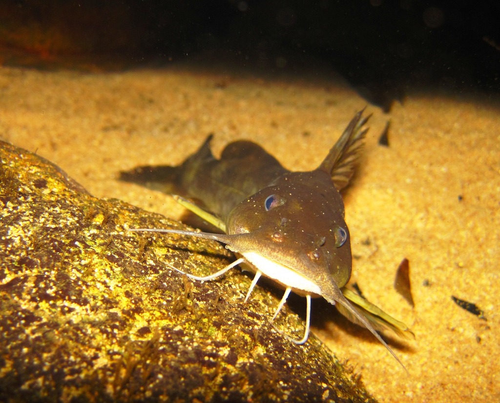 Clanwilliam Rock Catfish