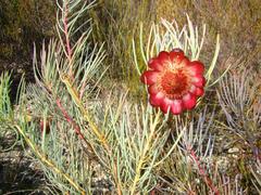 Protea pityphylla