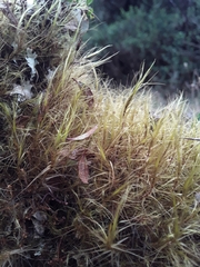 Chorisodontium mittenii