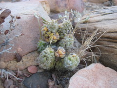 Anacampseros filamentosa