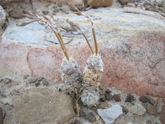 Anacampseros filamentosa