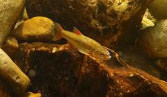 Pseudobarbus phlegethon