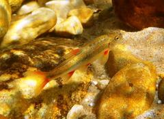 Pseudobarbus phlegethon