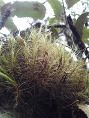 Chorisodontium mittenii