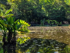 Typhonodorum lindleyanum