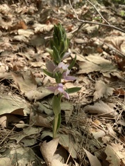 Cephalanthera kurdica