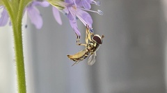 Allograpta obliqua