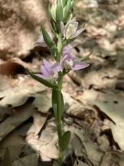 Cephalanthera kurdica