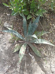 Agave cordillerensis