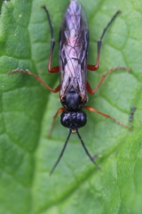 Tenthredo atra