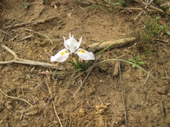 Moraea ciliata