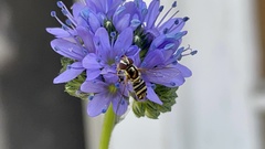 Allograpta obliqua