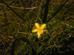 Villarsia capensis