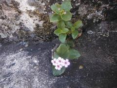Teedia pubescens