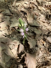 Cephalanthera kurdica