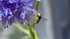 Allograpta obliqua