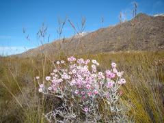 Syncarpha canescens canescens