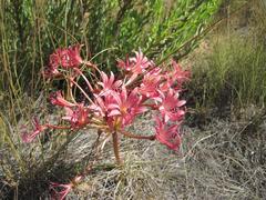 Brunsvigia bosmaniae