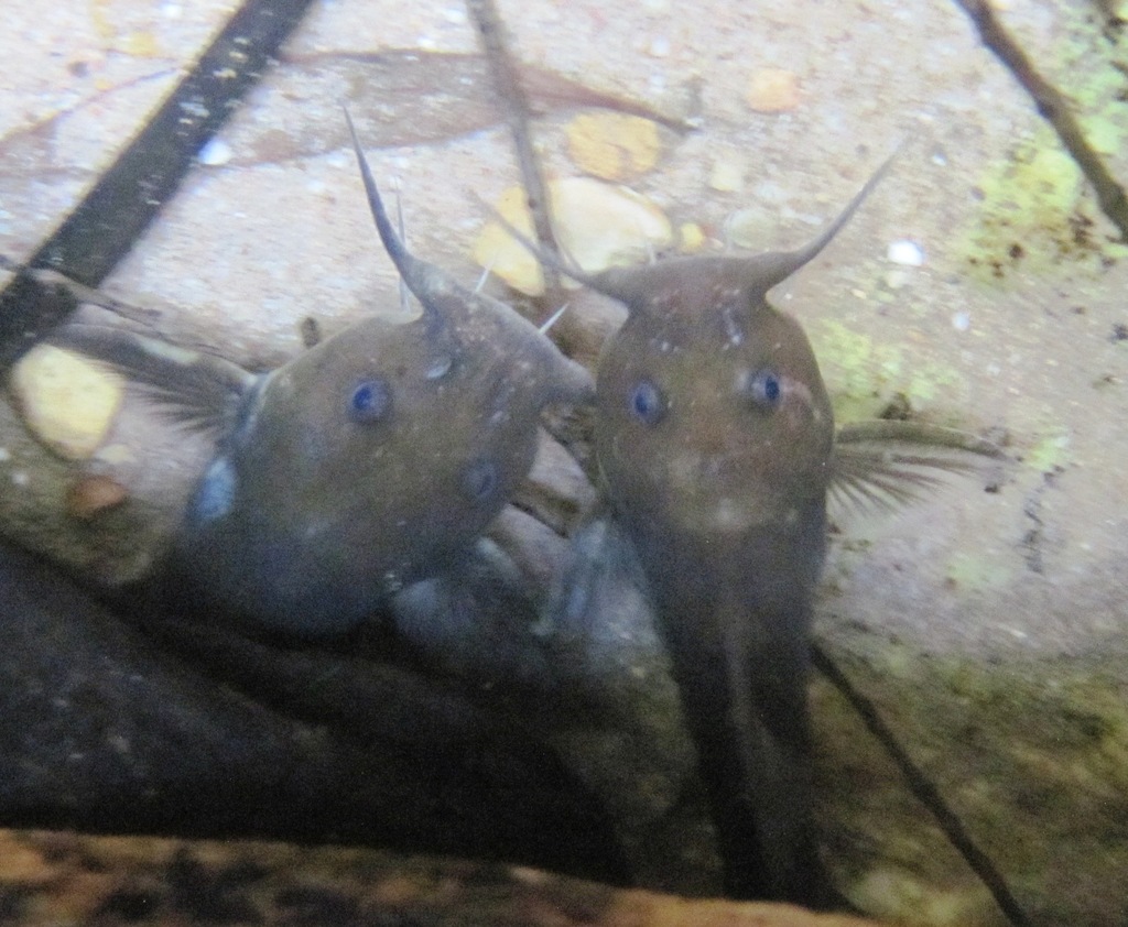Clanwilliam-rotsmeerval (Austroglanis gilli) — Austroglanididae